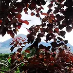 Charmosa Casa De Campo No Centro De Lumiar Com Prainha De Rio Exclusiva No Quintal Wi-Fi E Churrasqueira