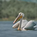 Bunica Maria - Guesthouse For Birders