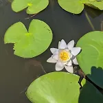 Pensiunea Fortuna