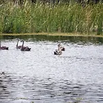 Limanul Resort - Danube Delta